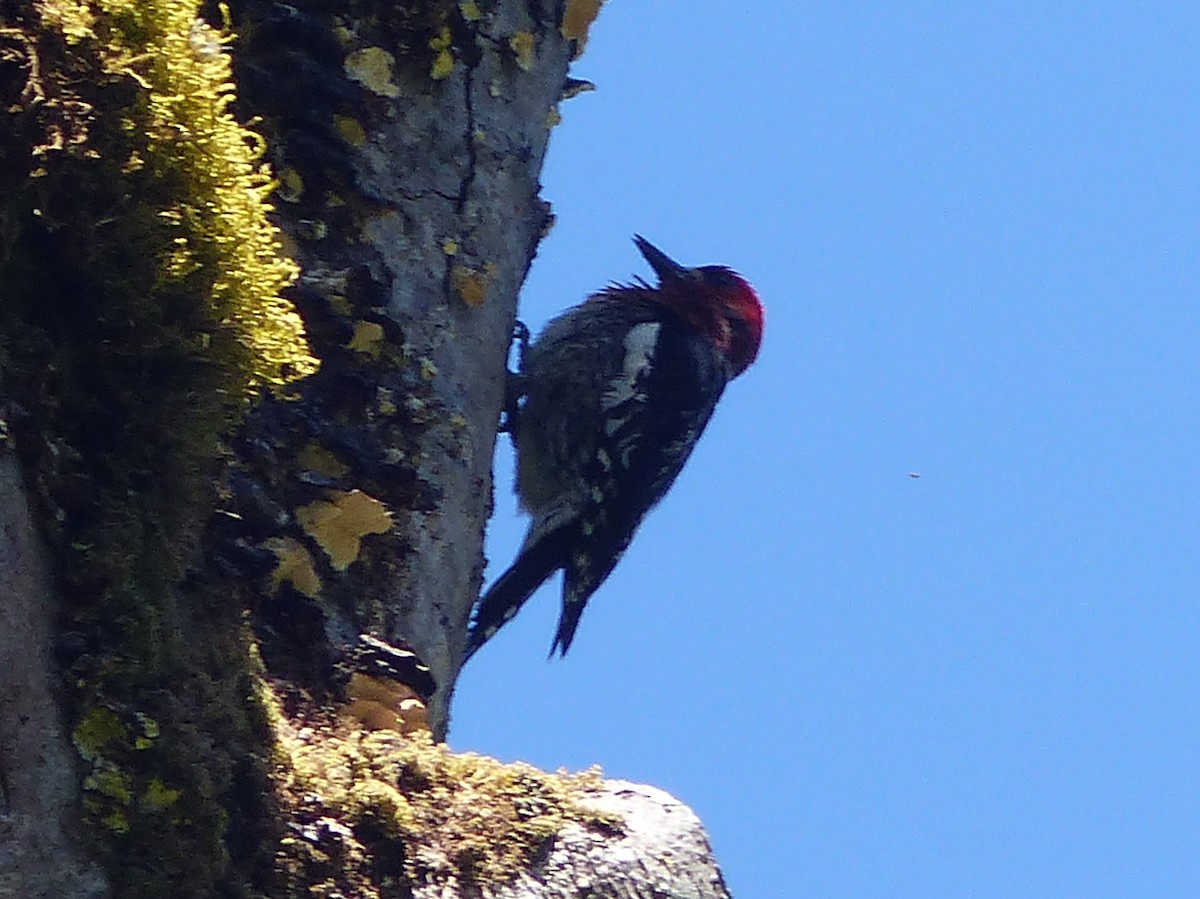 Red-breasted Sapsucker - ML620433522