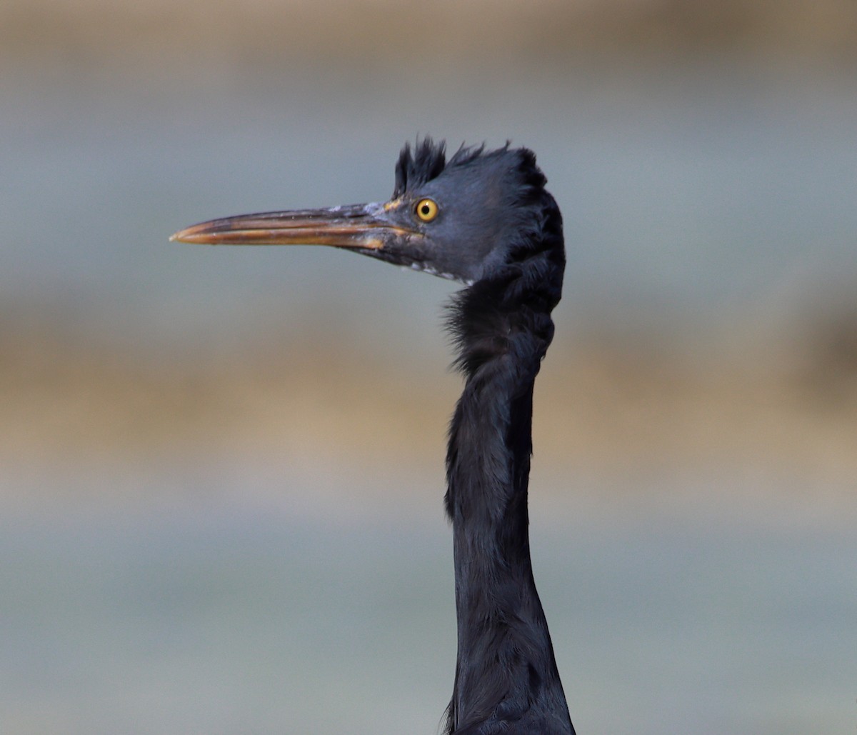 Pacific Reef-Heron - ML620433526