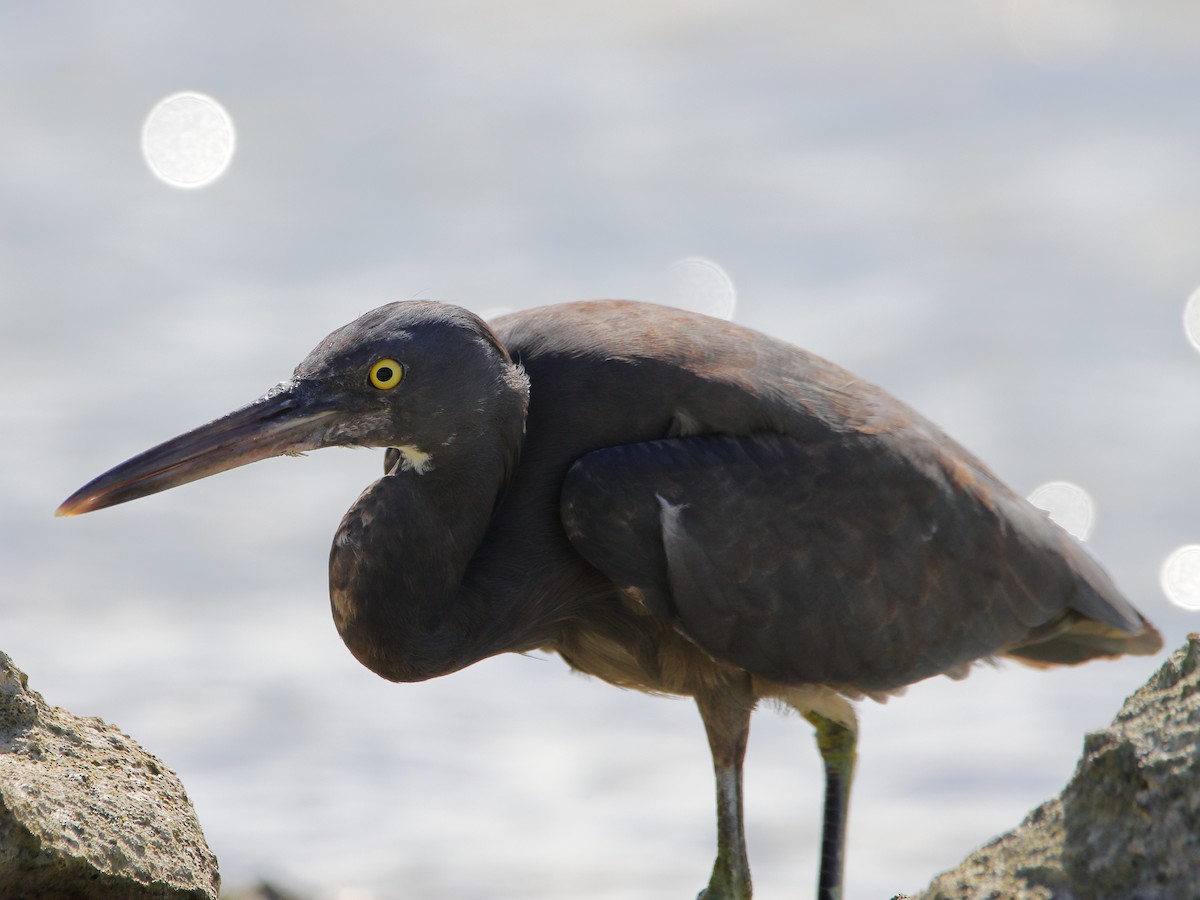 Pacific Reef-Heron - ML620433530