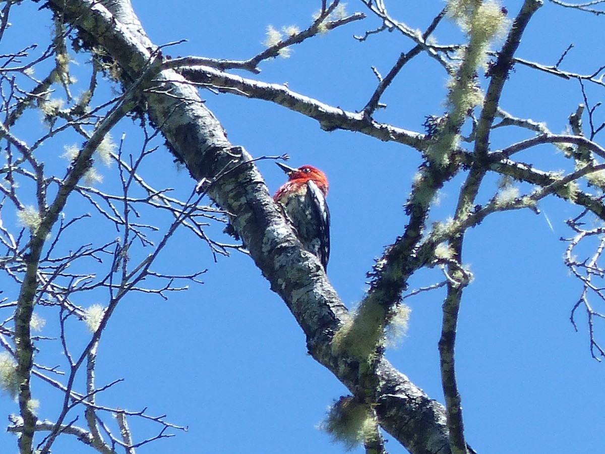 Red-breasted Sapsucker - ML620433531