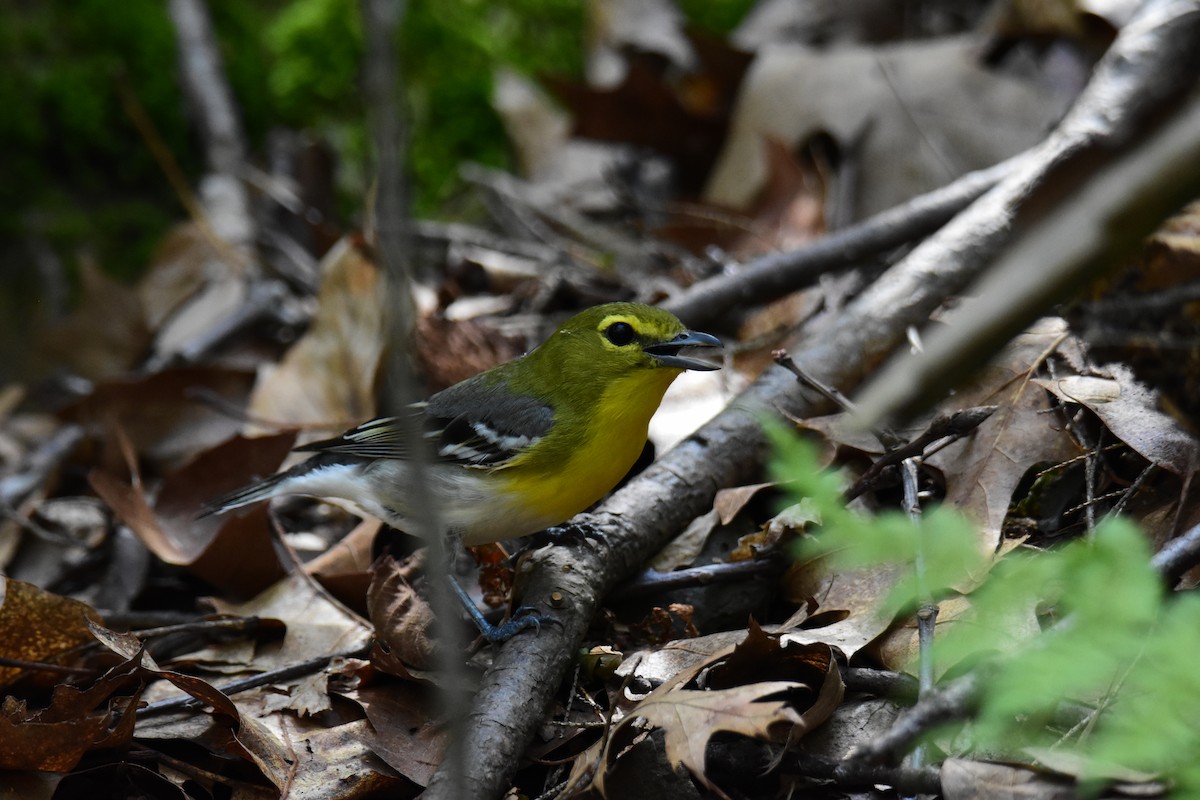 Yellow-throated Vireo - ML620433535