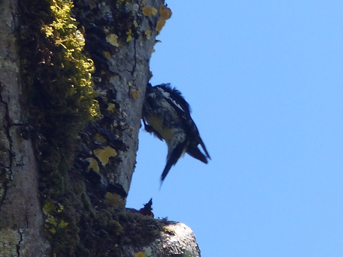 Red-breasted Sapsucker - ML620433536