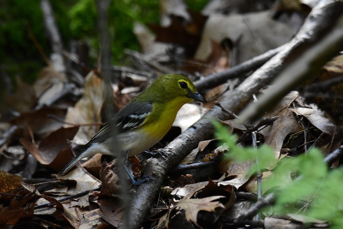 Yellow-throated Vireo - ML620433539