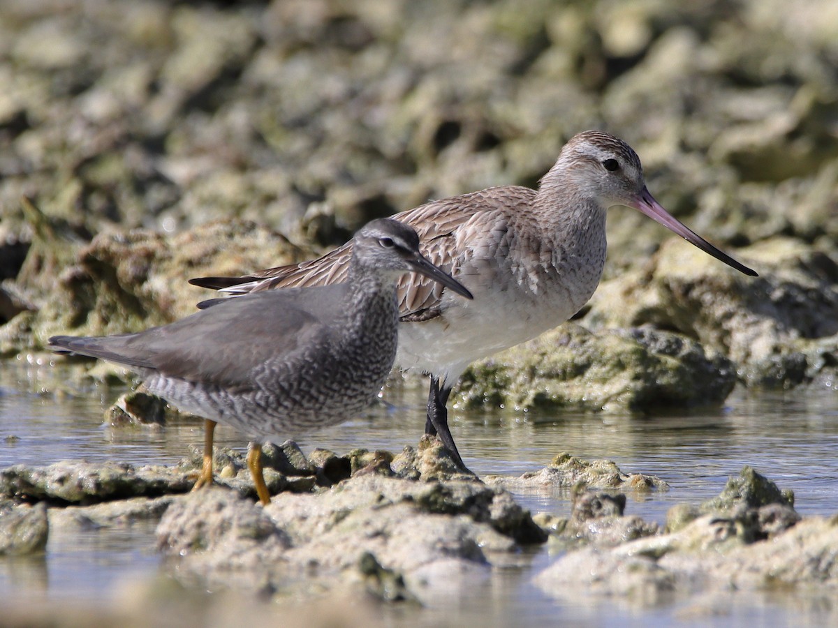 Bar-tailed Godwit - ML620433542