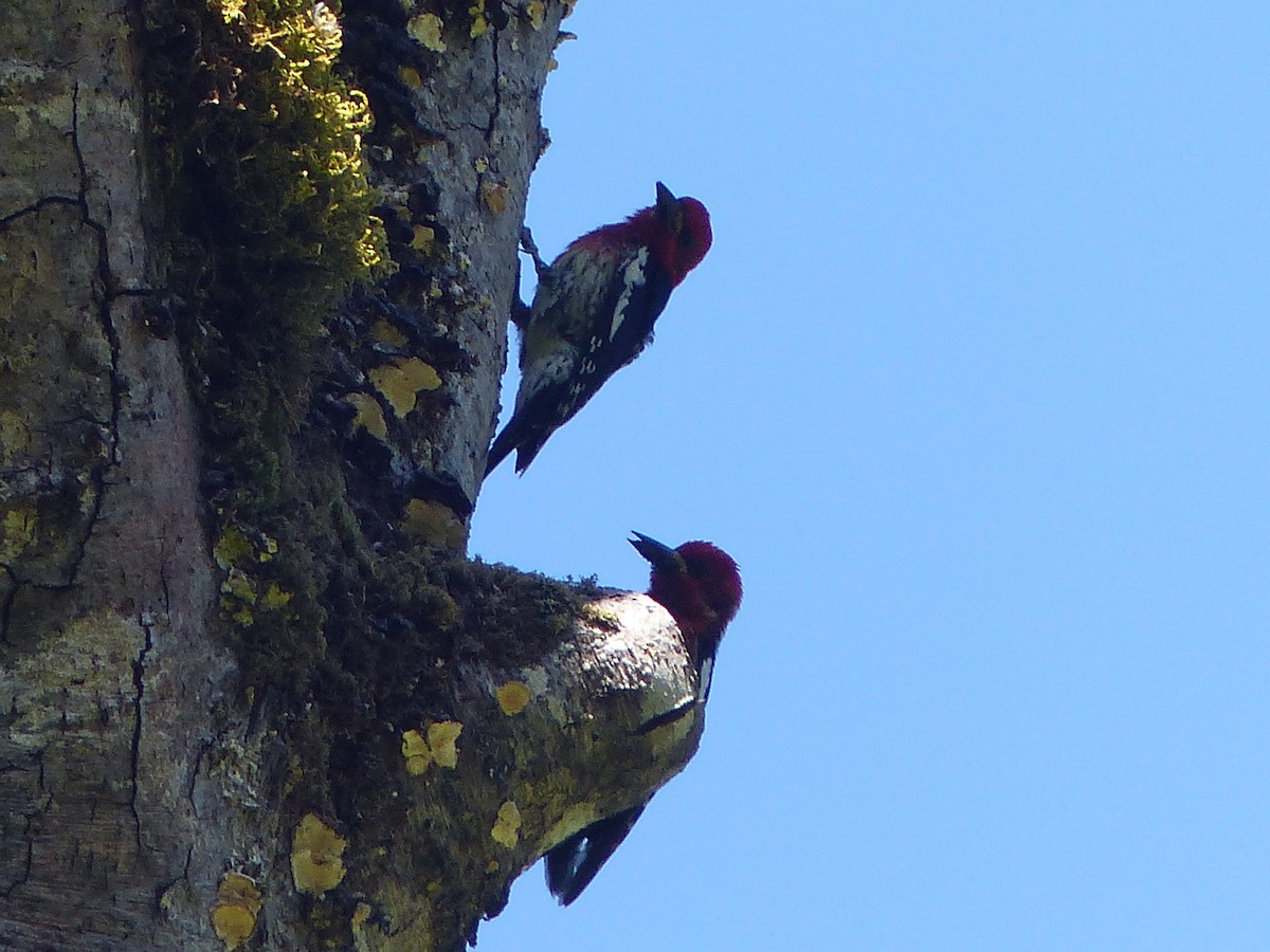Red-breasted Sapsucker - ML620433544