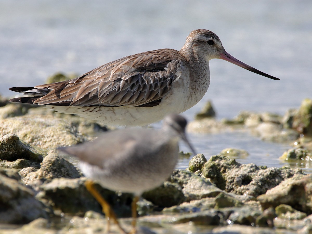 Bar-tailed Godwit - ML620433545