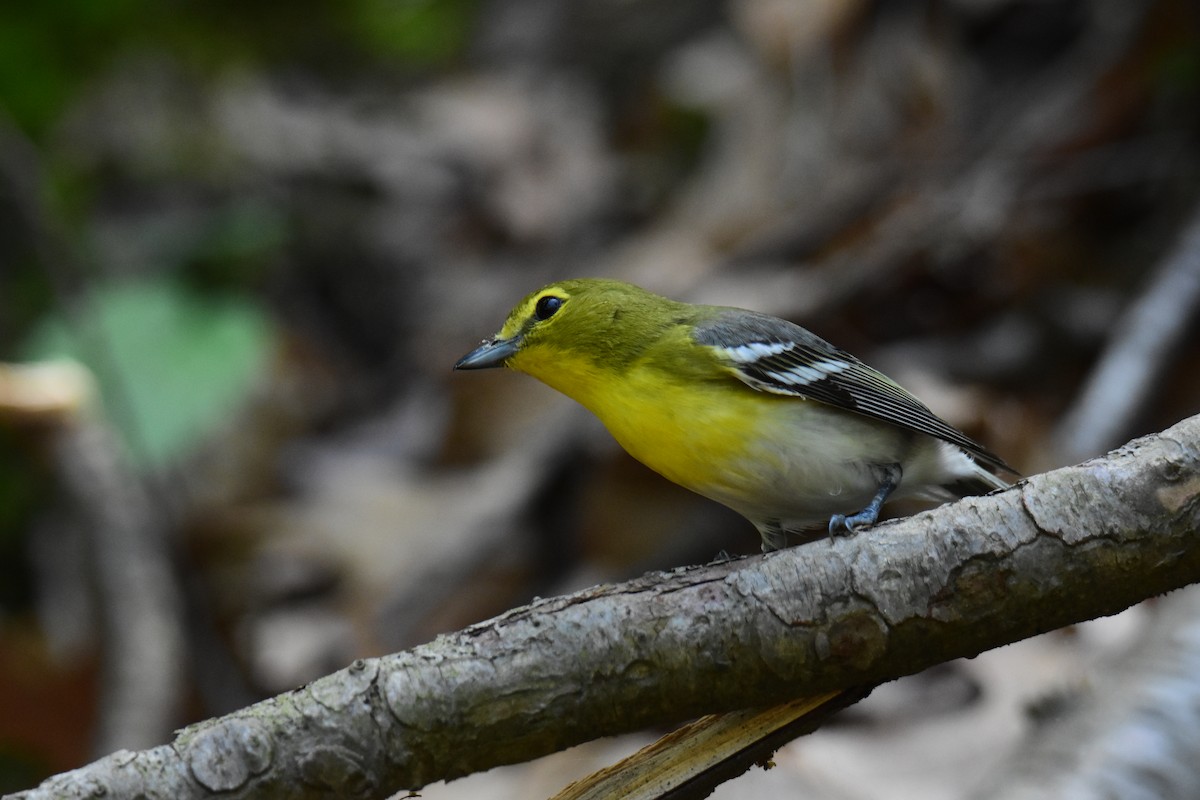 Viréo à gorge jaune - ML620433547