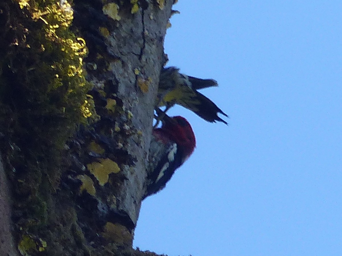 Red-breasted Sapsucker - ML620433549