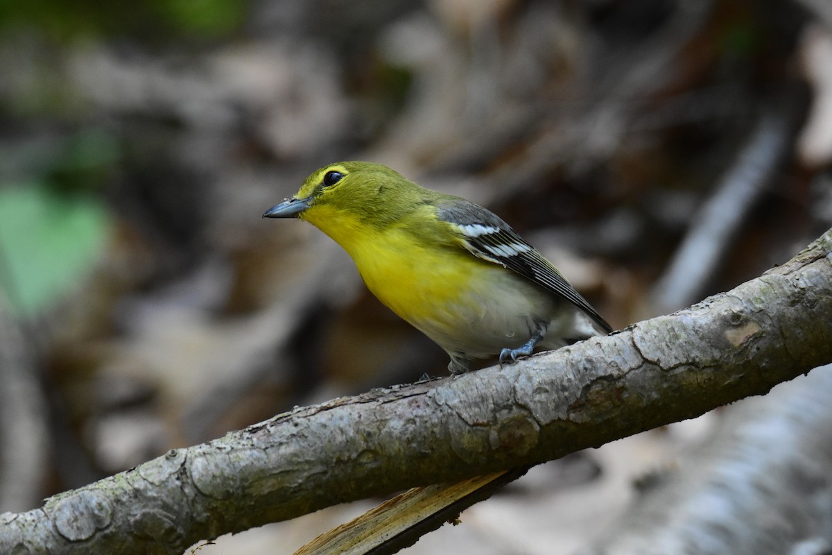 Vireo Gorjiamarillo - ML620433550