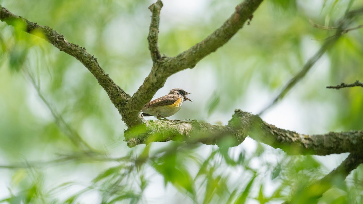 American Redstart - ML620433553