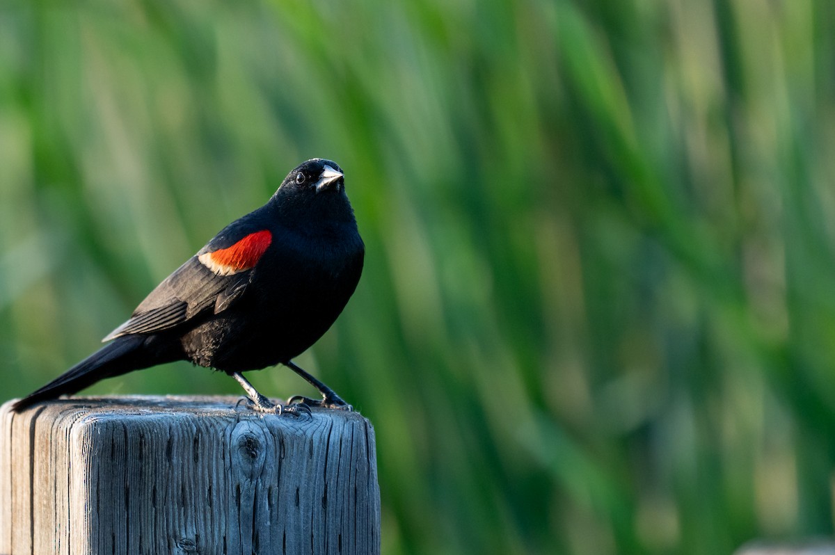 Red-winged Blackbird - ML620433561