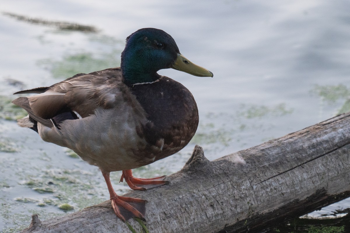 Canard colvert - ML620433565