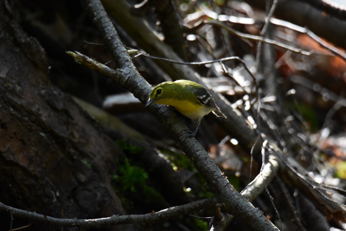 Yellow-throated Vireo - ML620433568