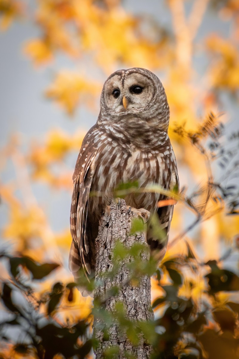 Barred Owl - ML620433570