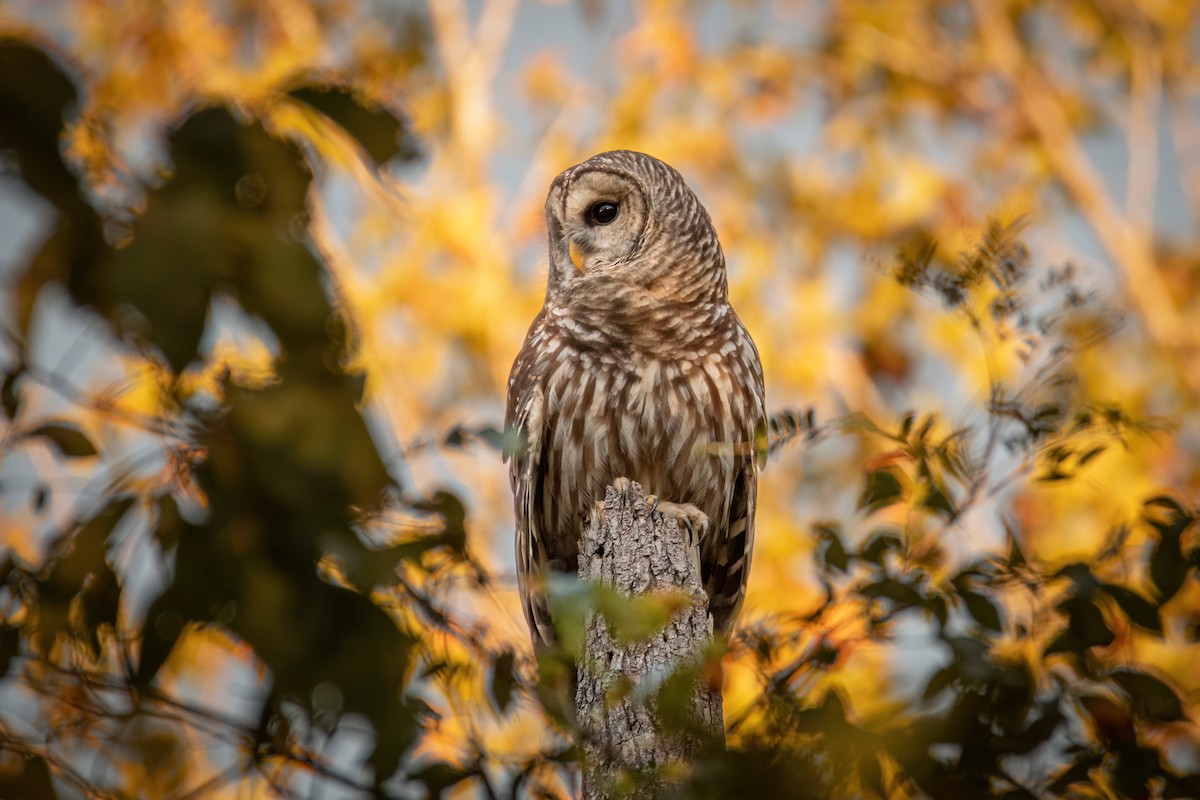 Barred Owl - Rob Cochran