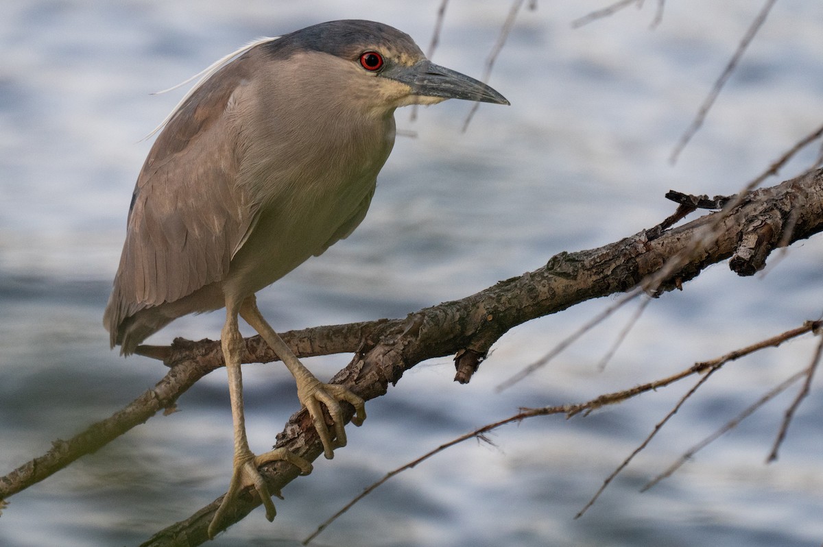 Black-crowned Night Heron - ML620433575