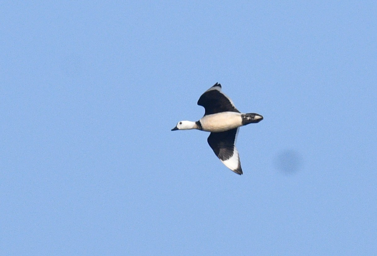 Cotton Pygmy-Goose - ML620433576