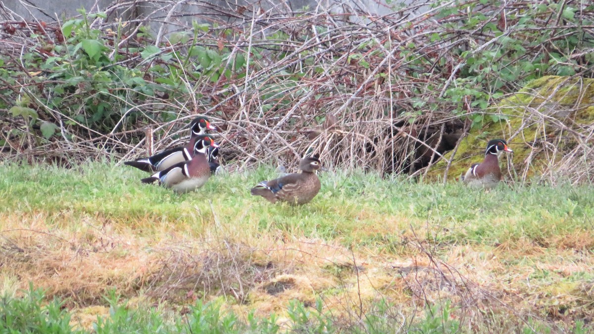 Wood Duck - ML620433577