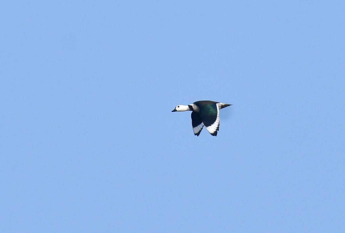 Cotton Pygmy-Goose - ML620433578