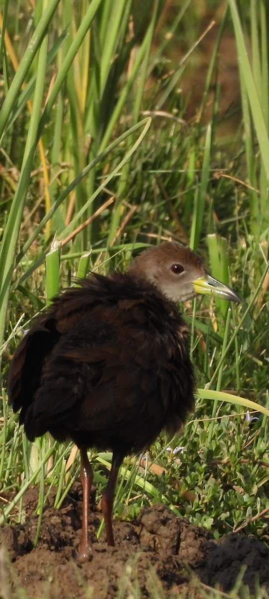 Brown Crake - ML620433579