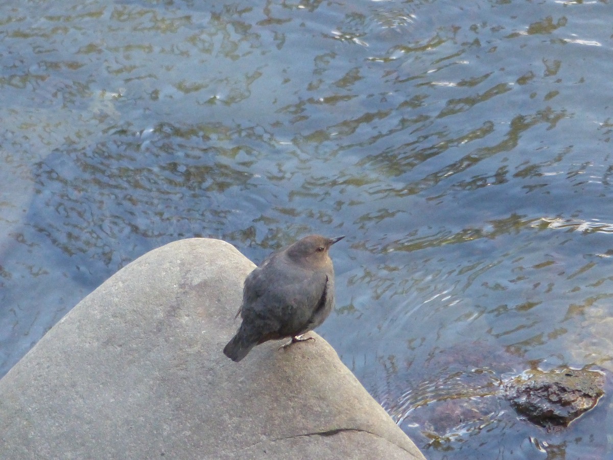 American Dipper - ML620433580