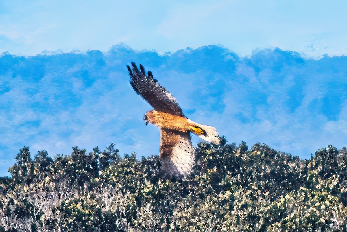 Swamp Harrier - ML620433590