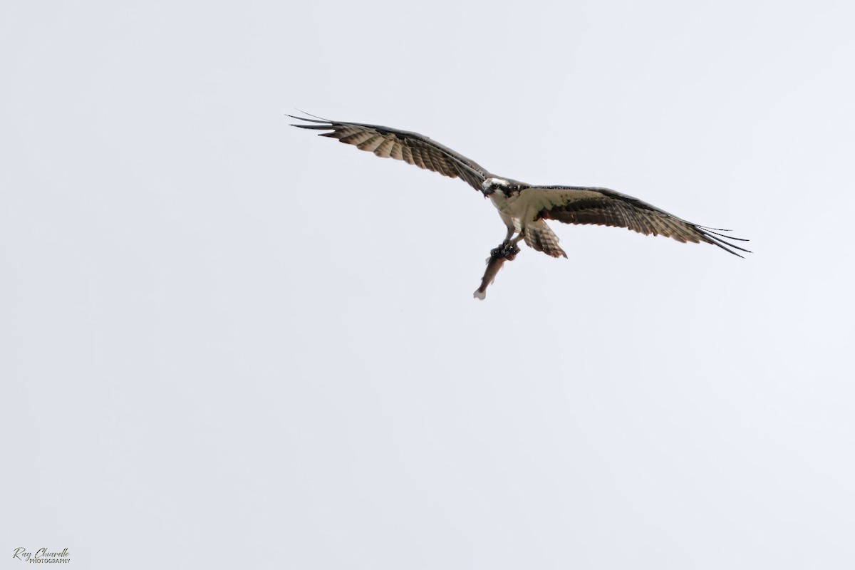 Osprey - ML620433594