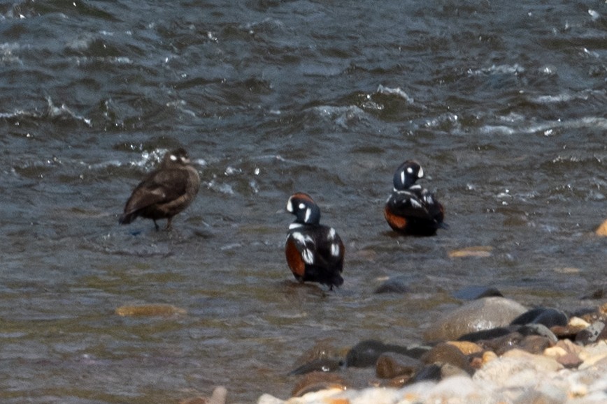 Harlequin Duck - ML620433597