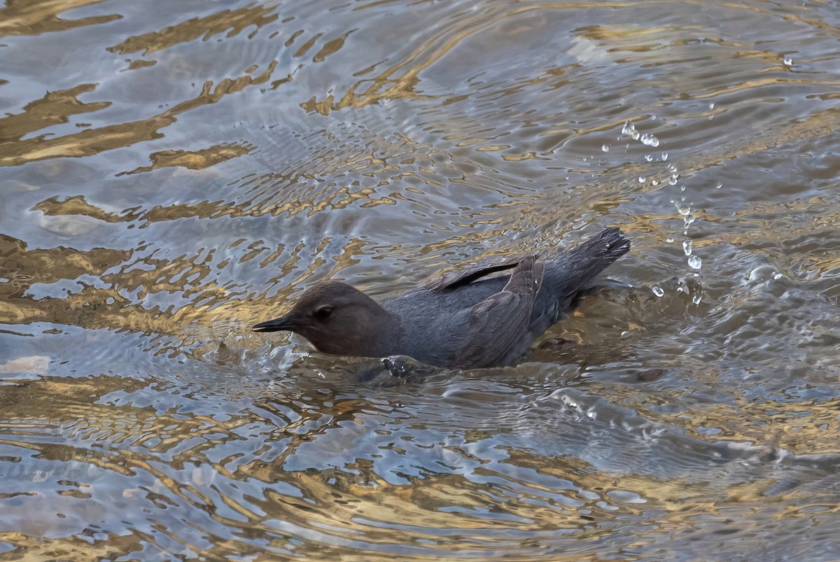 American Dipper - ML620433598