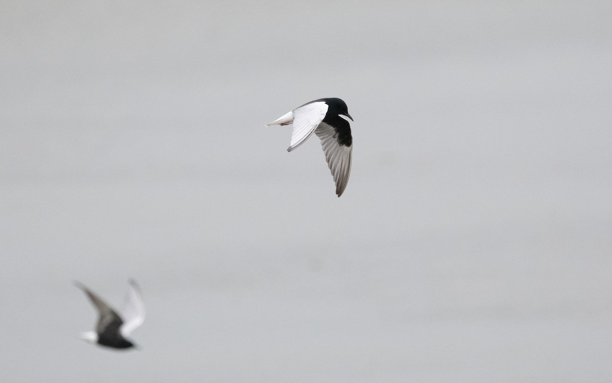 White-winged Tern - ML620433600