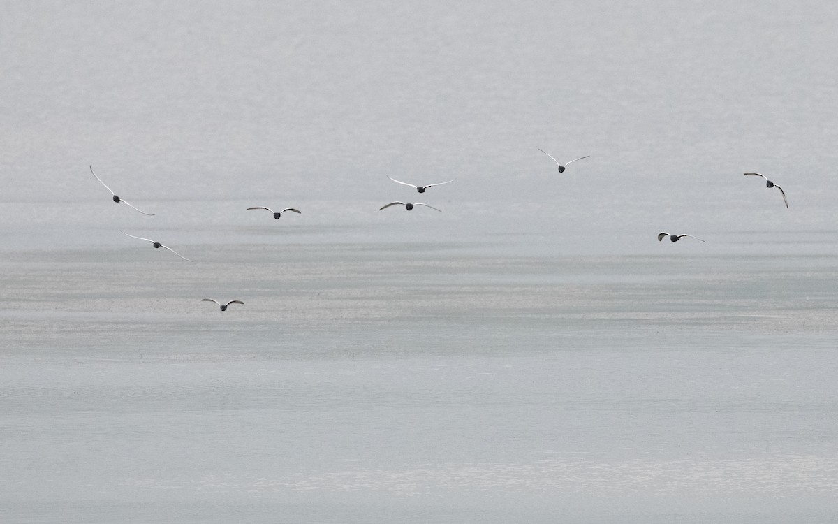 White-winged Tern - ML620433601