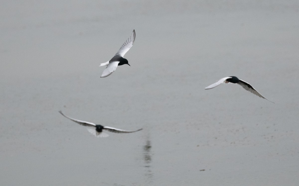 White-winged Tern - Emmanuel Naudot