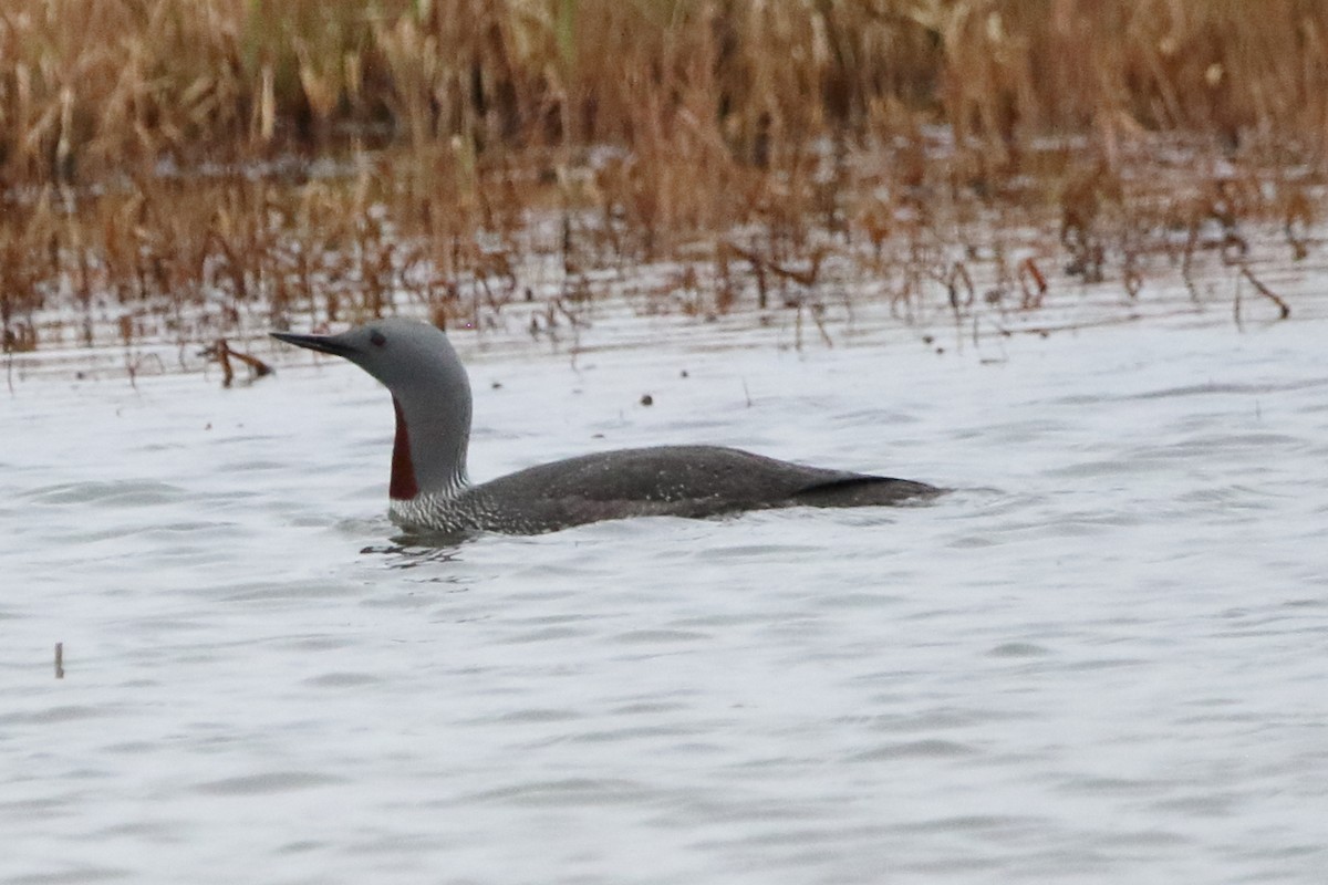 Red-throated Loon - ML620433603