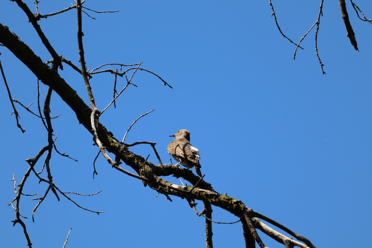 Northern Flicker - ML620433611