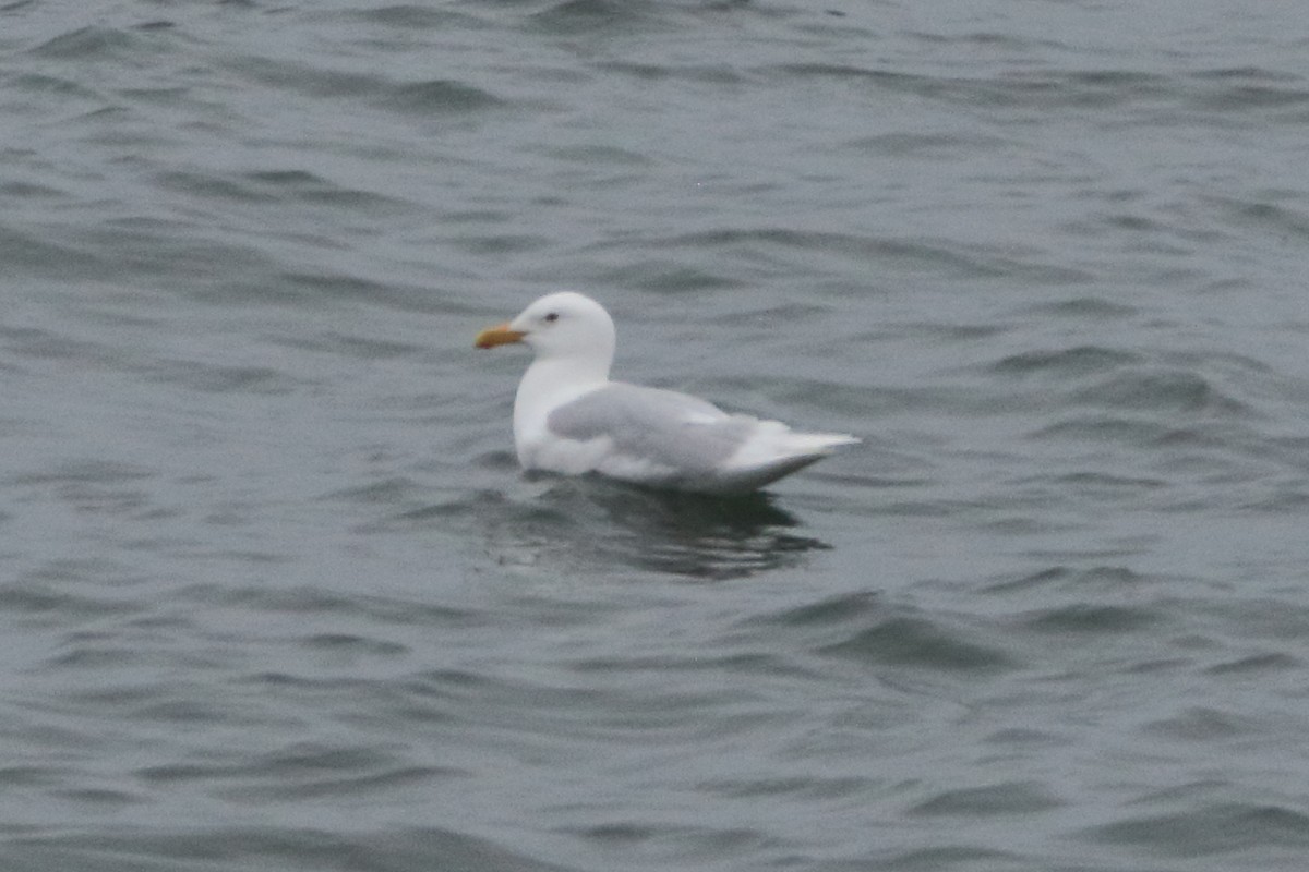 Glaucous Gull - ML620433613