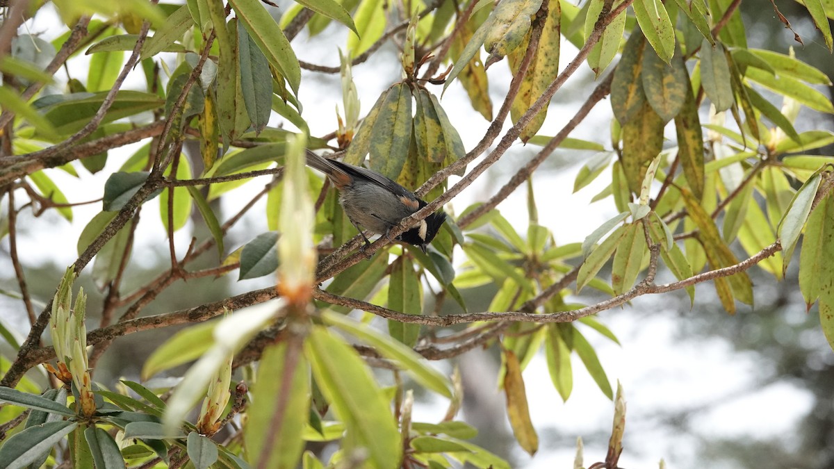 Rufous-vented Tit - ML620433620