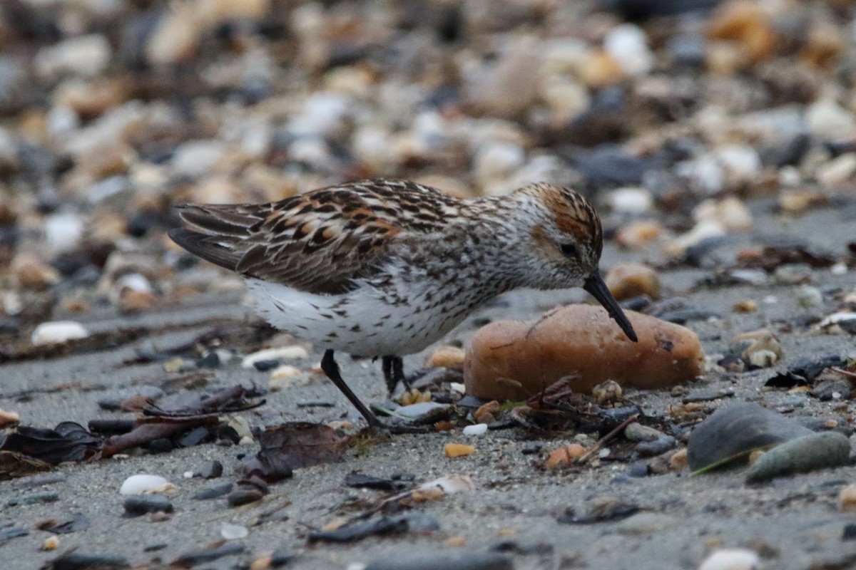 Bergstrandläufer - ML620433621