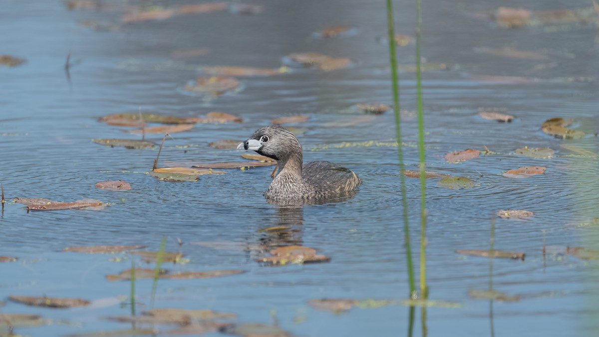 Pied-billed Grebe - ML620433623