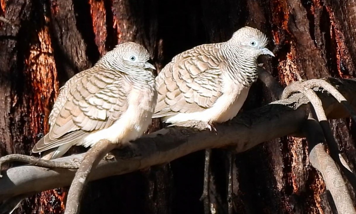 Peaceful Dove - ML620433624