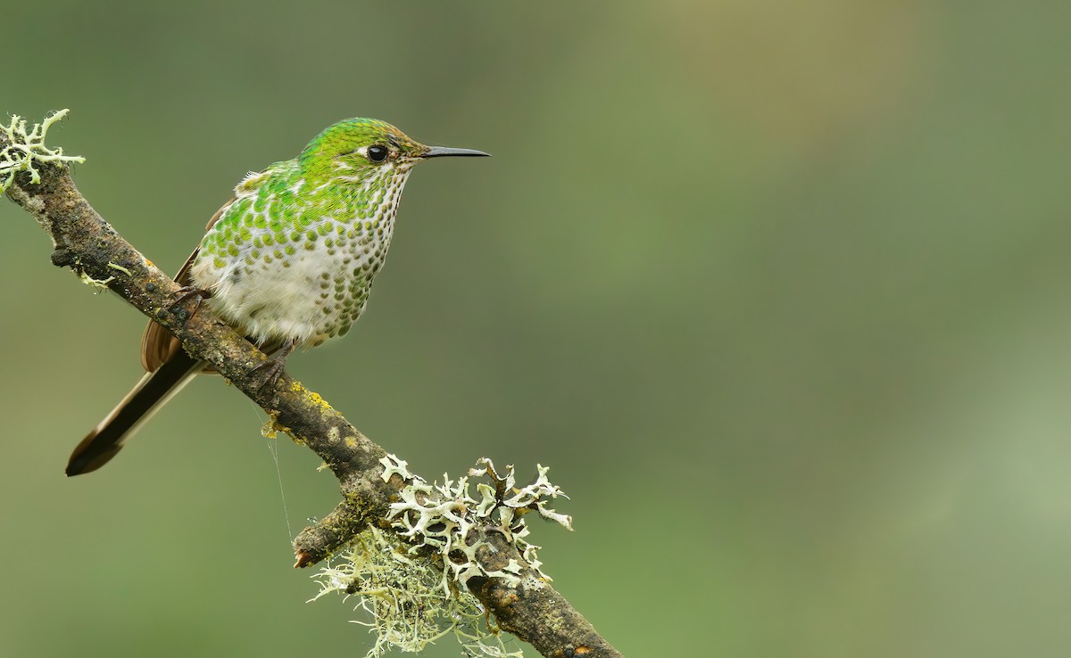 Green-tailed Trainbearer - ML620433625