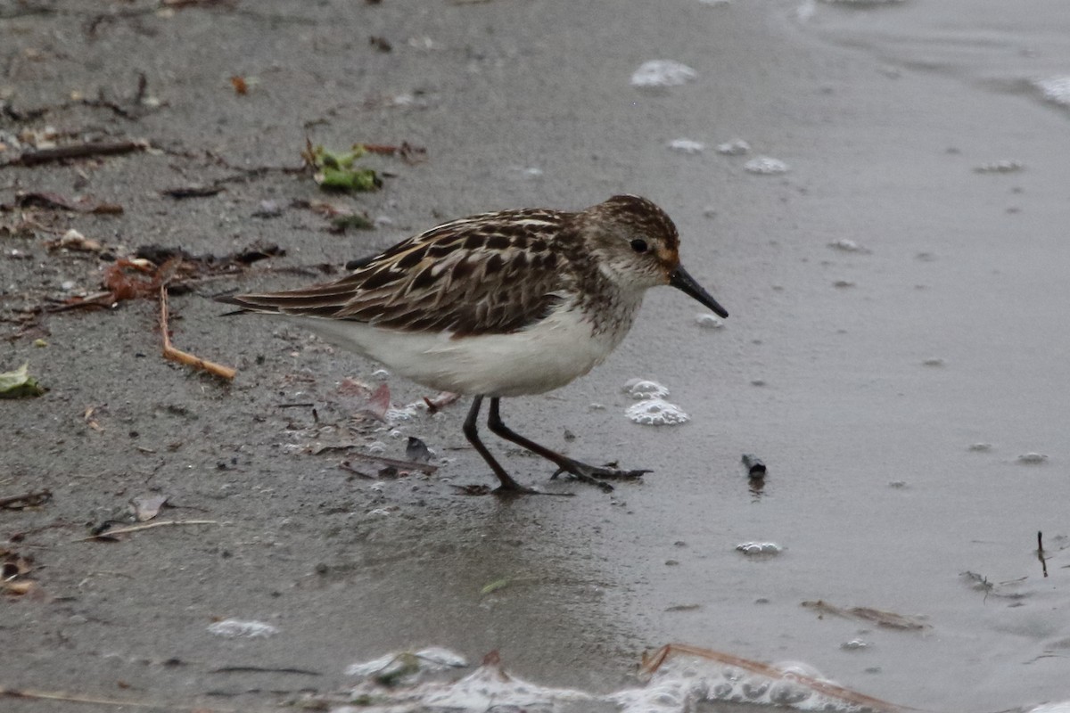 Semipalmated Sandpiper - ML620433626