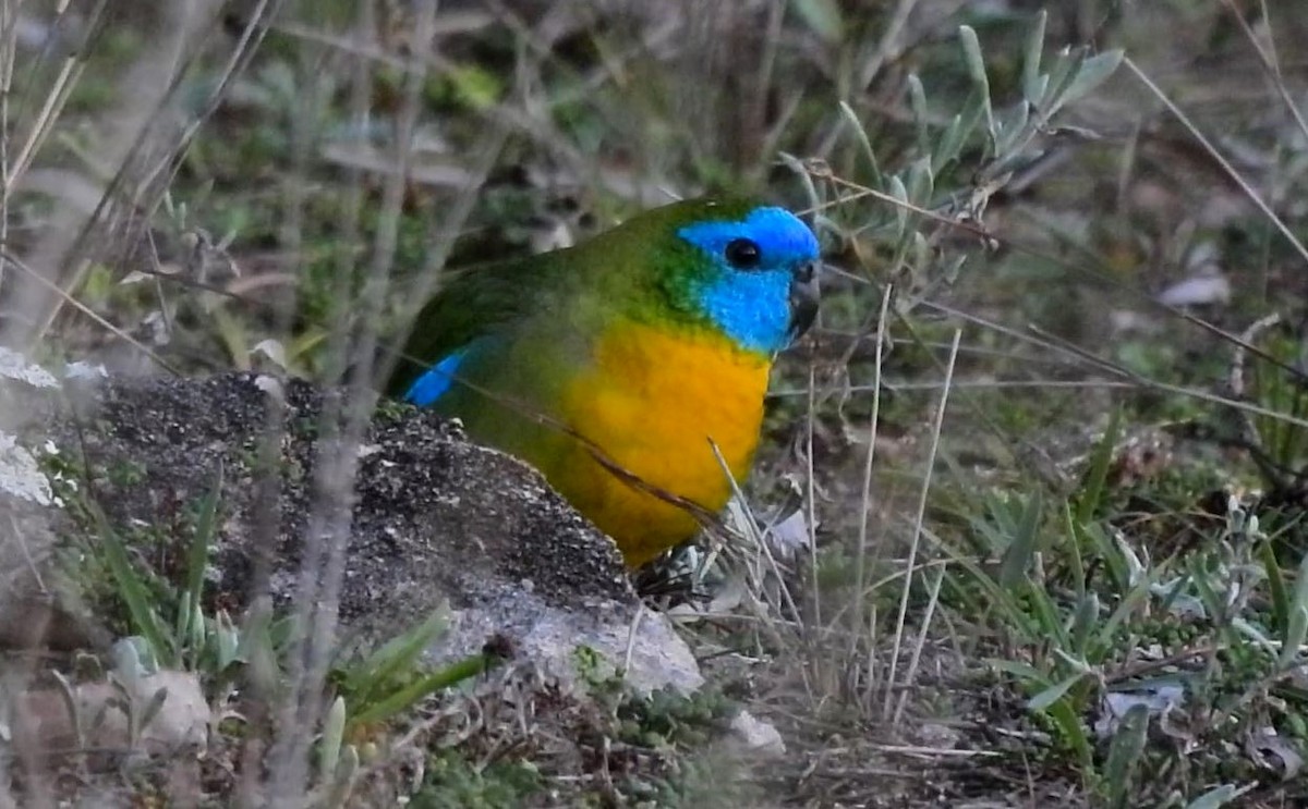 Turquoise Parrot - ML620433633