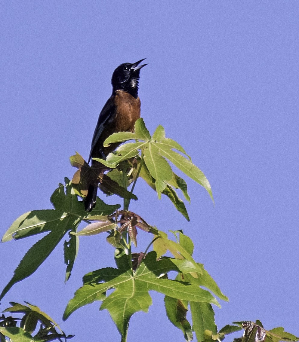 Orchard Oriole - ML620433635