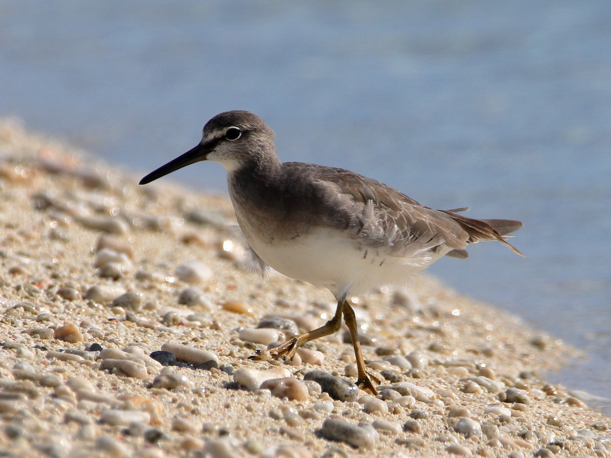 Grauschwanz-Wasserläufer - ML620433636