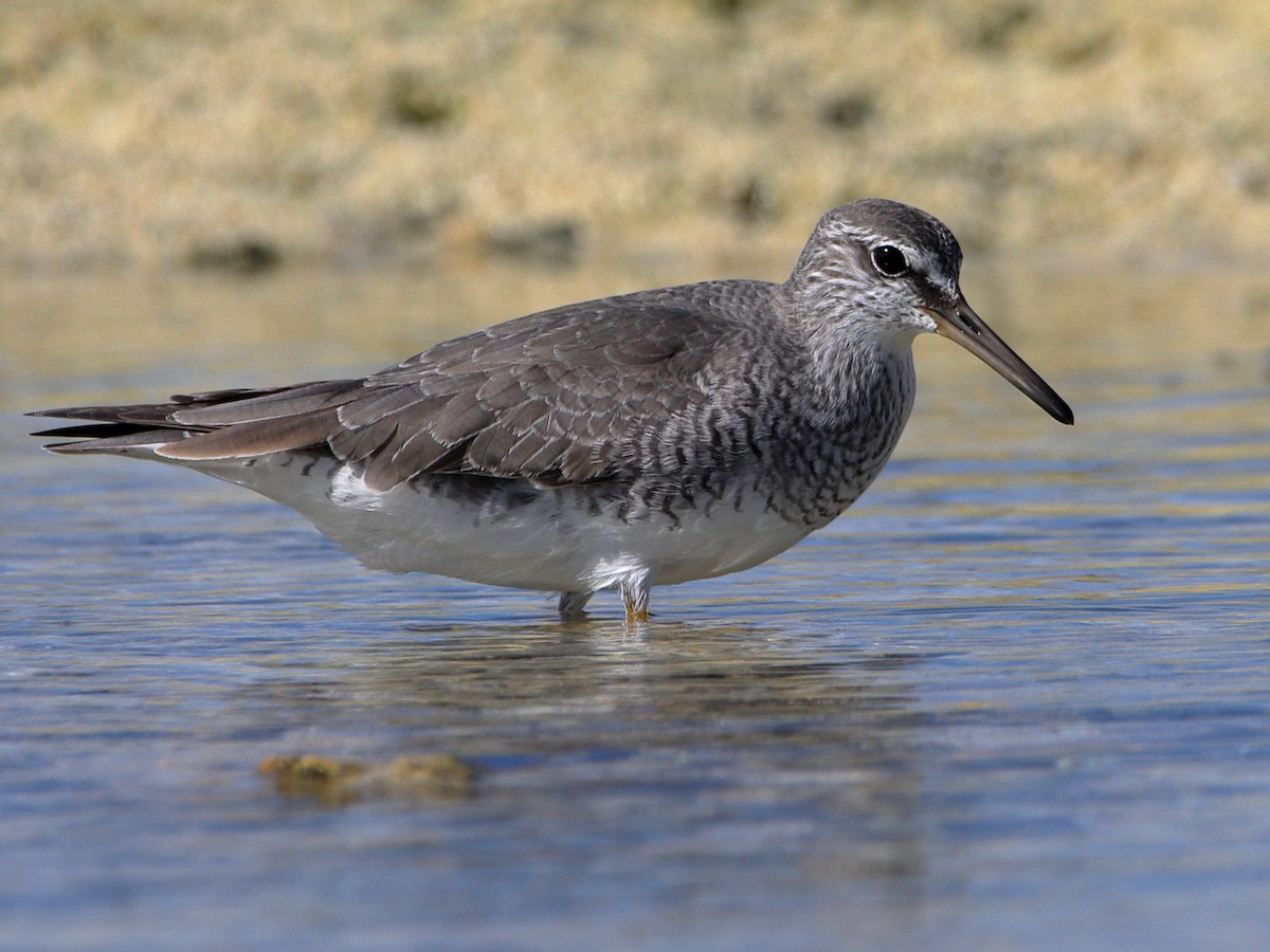 Gray-tailed Tattler - ML620433639