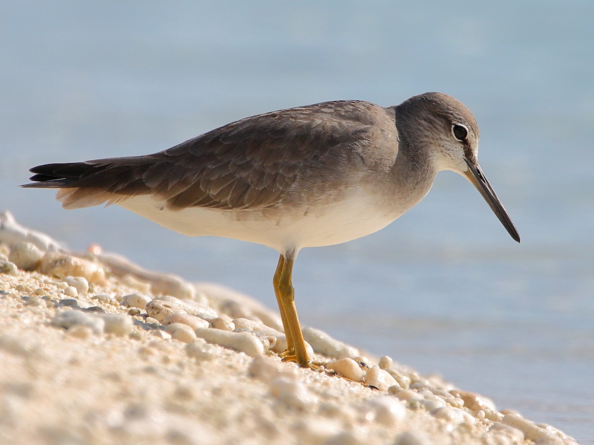 Gray-tailed Tattler - ML620433640