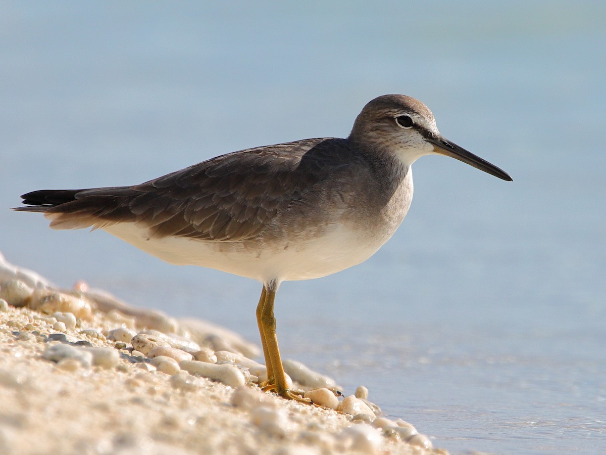 Gray-tailed Tattler - ML620433642