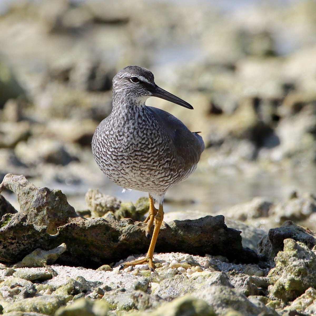 Gray-tailed Tattler - ML620433643