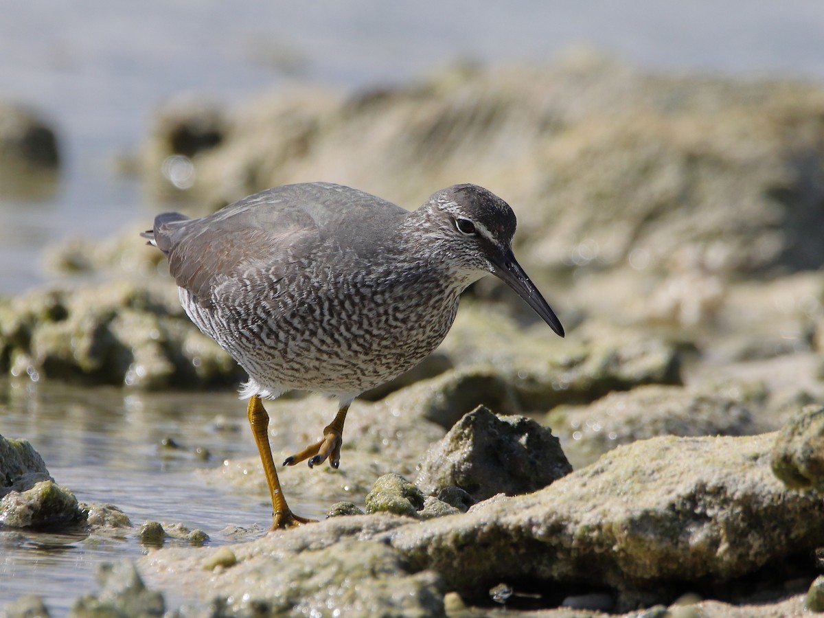 Gray-tailed Tattler - ML620433644