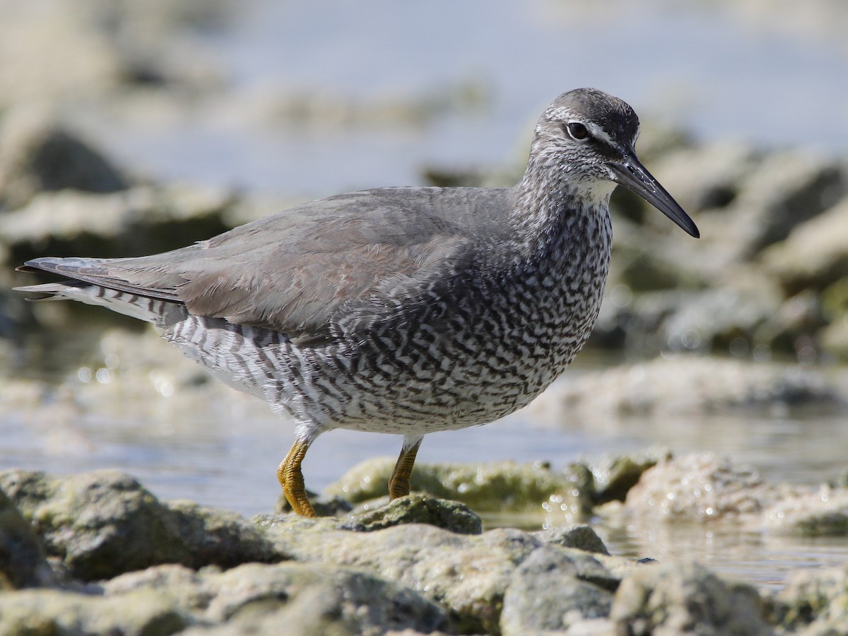 Gray-tailed Tattler - ML620433645